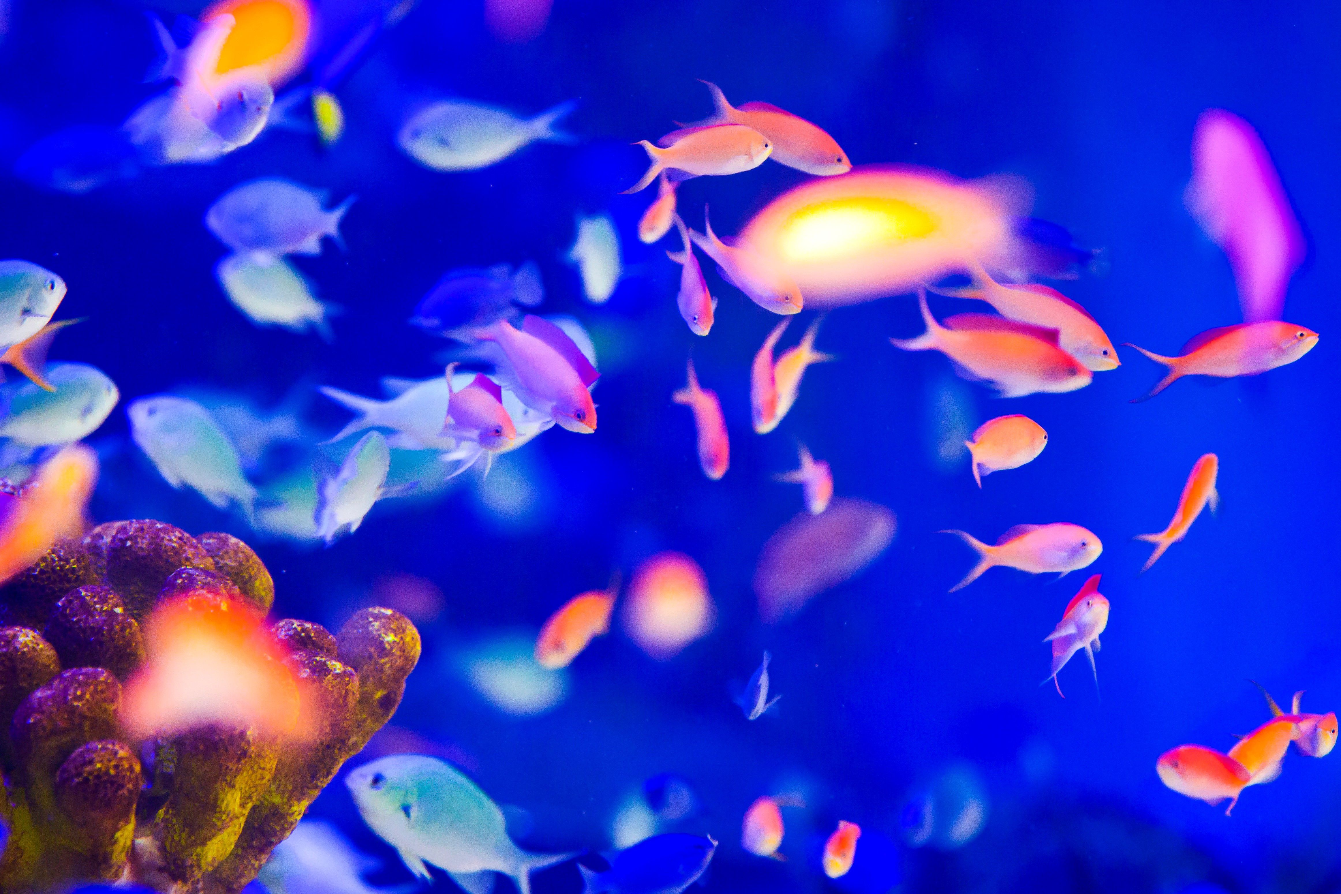 Les lumières LED qui changent de couleur vous permettent de voir vos poissons de nouvelles façons