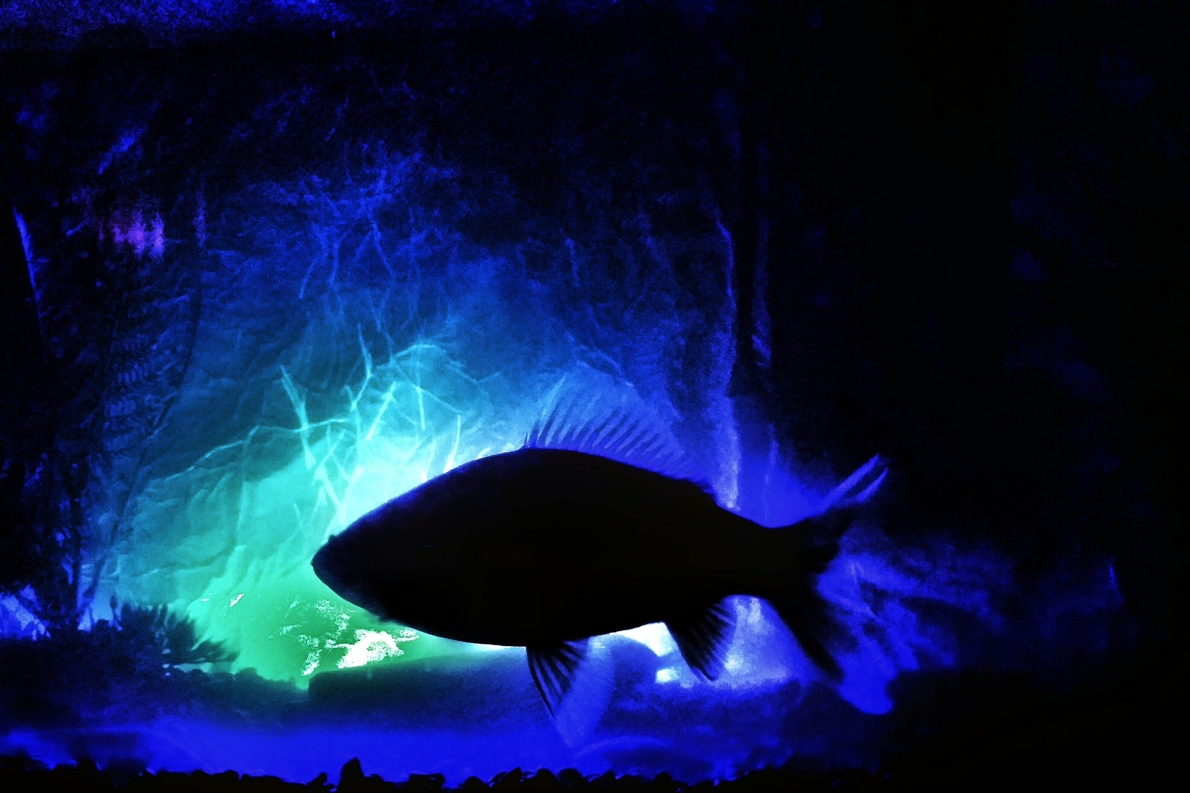 Éclairage d'aquarium conduit à la fois dynamique et dramatique
