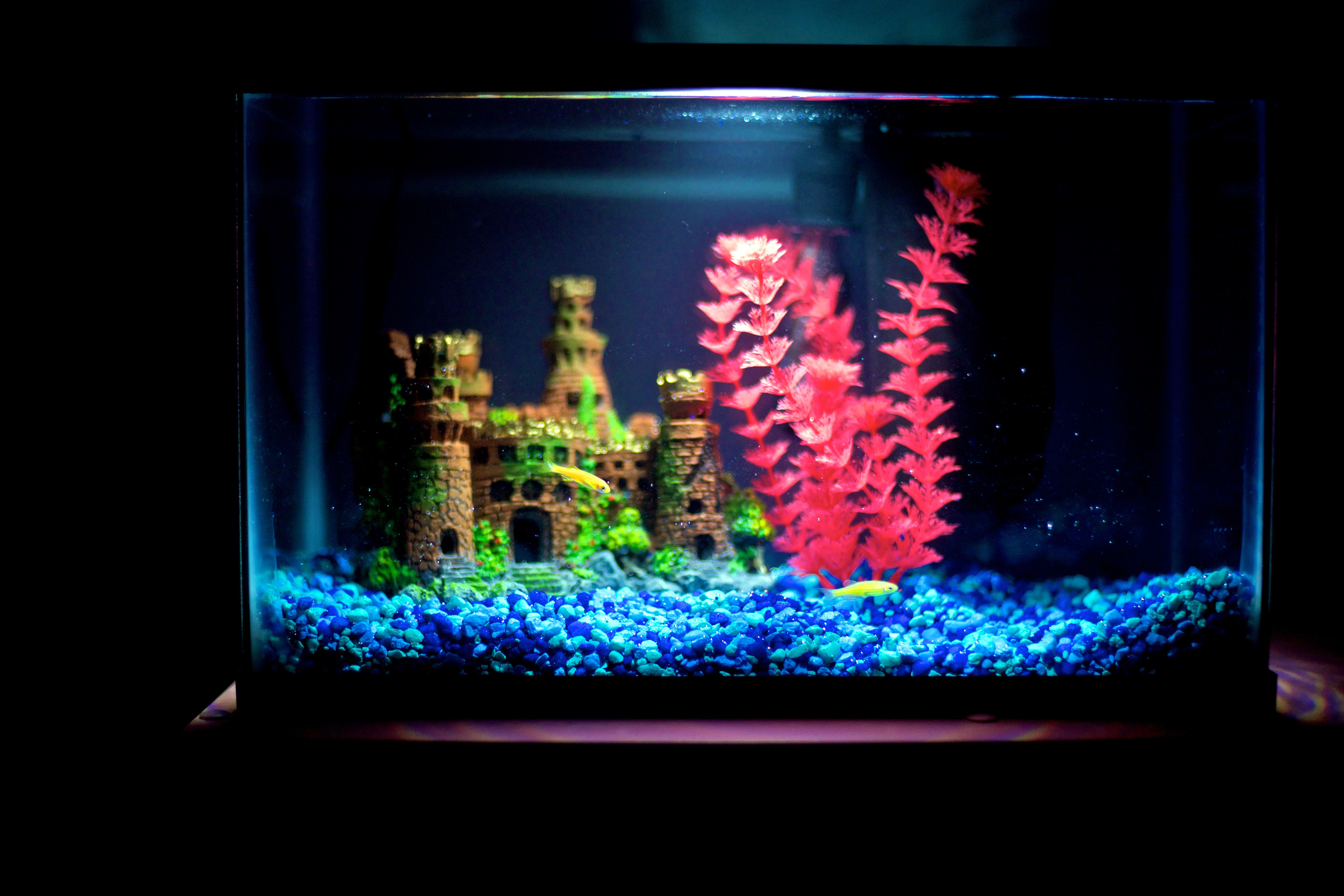 Deux Danios jaunes nageant dans un aquarium décoré brillant allumé par une ampoule fluorescente