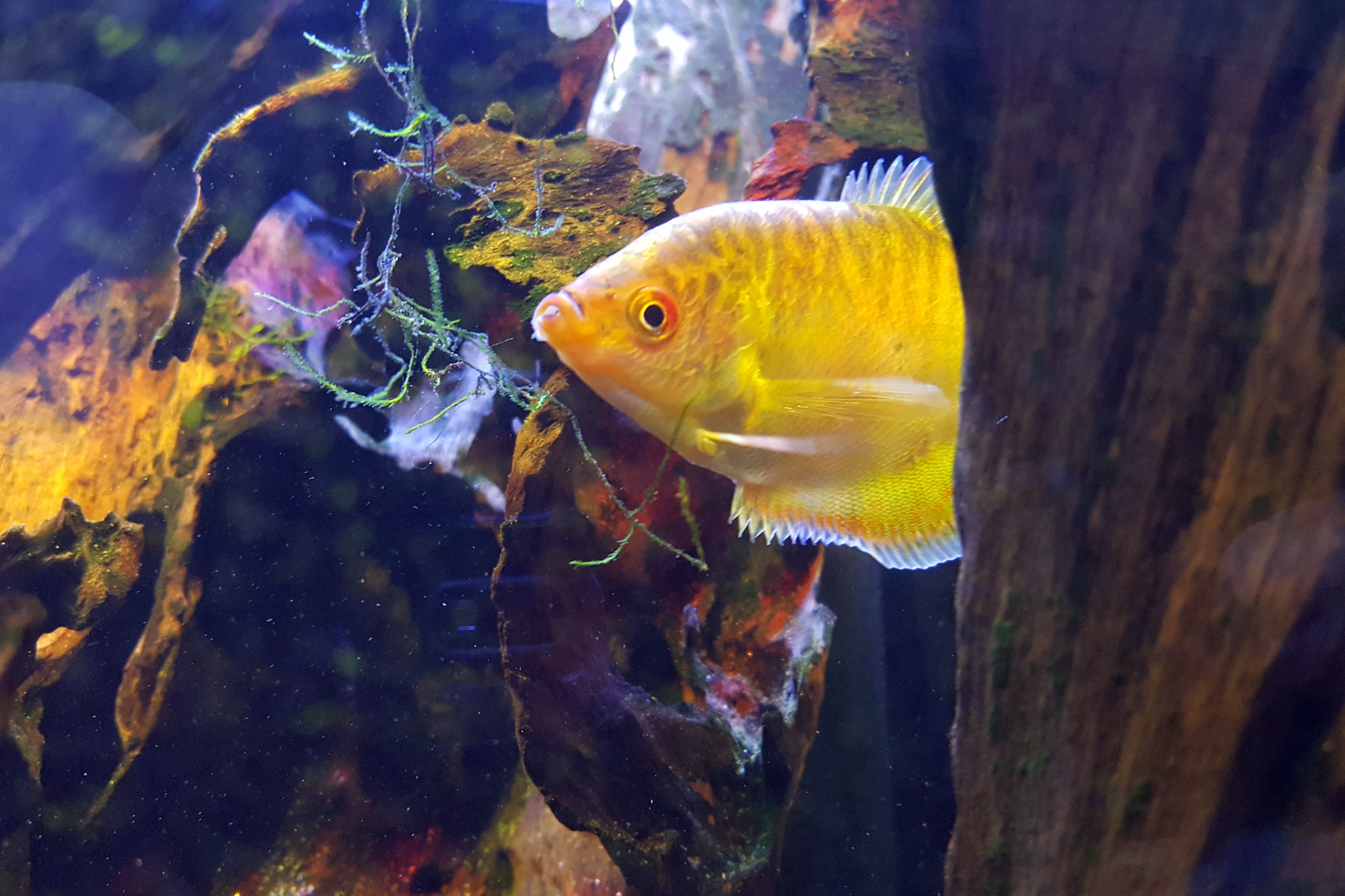 Gourami d'or dans un aquarium
