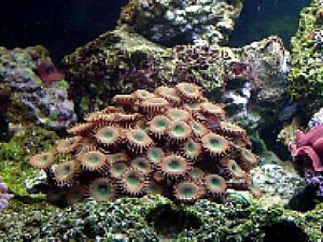 Button Zoanthides (PALTHOA SP.)