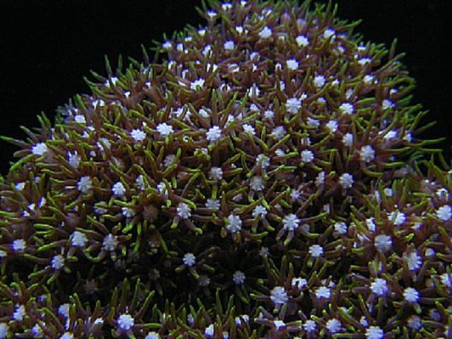 Polypes Green Star (Pachyclavularia sp.)