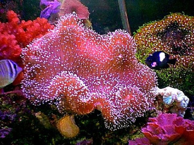 Corail en cuir rose