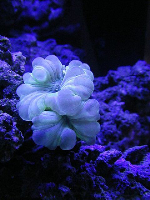 Fox (Nemenzophyllia turbida) corail