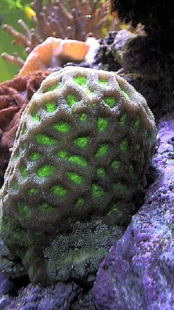 Corail du cerveau fermé vert (Favites sp.)