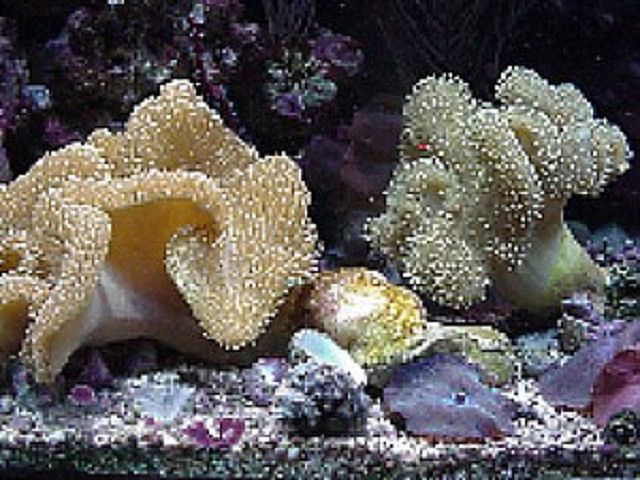 Corail de cuir