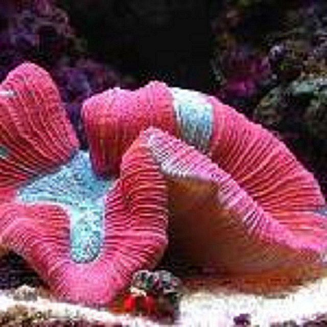 Corail du cerveau ouvert