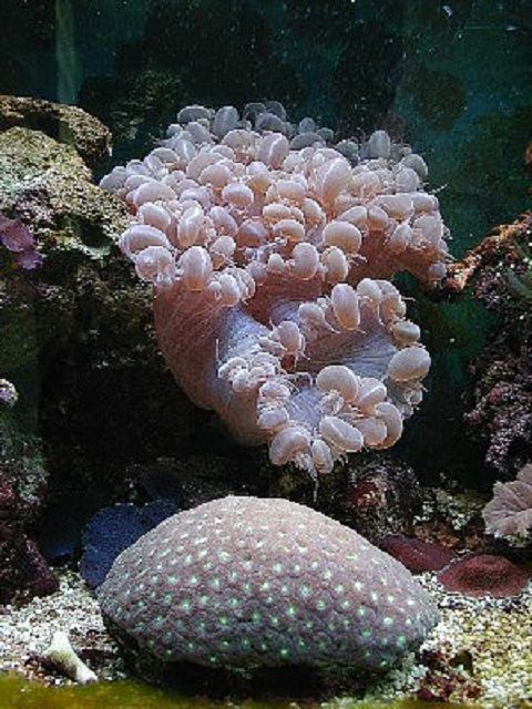 Bubble (Plérogyra sinuosa) et Lune (espèces favia) coraux
