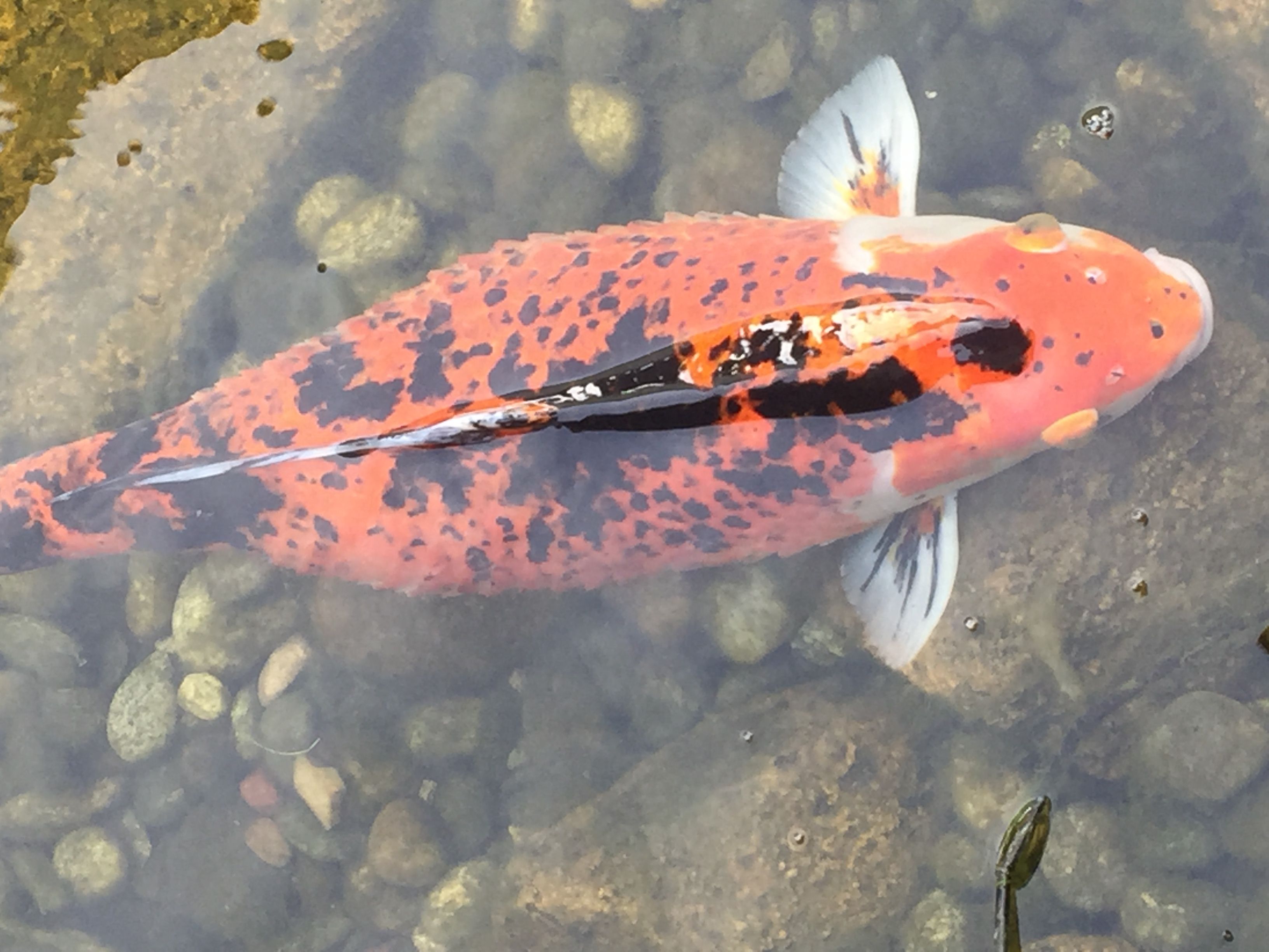 Koi avec "dropy" ou œdème cutané