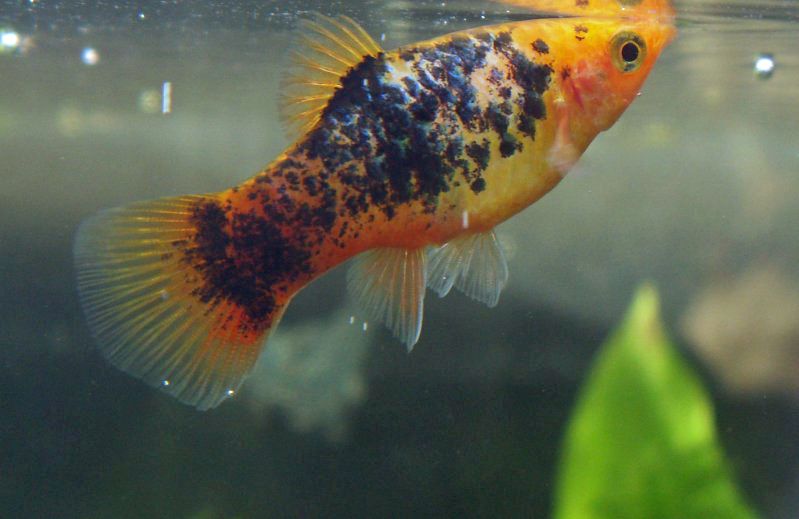 Modèle varié sur le poisson