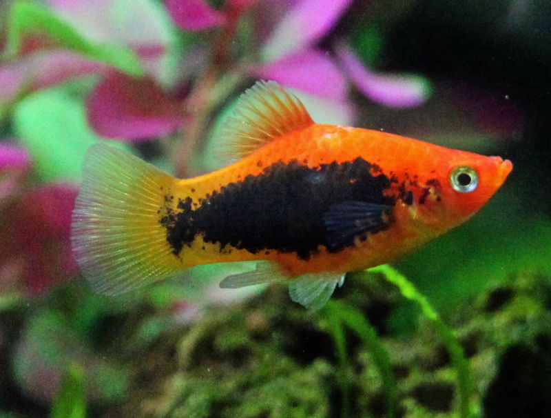 Smoking Red Platy