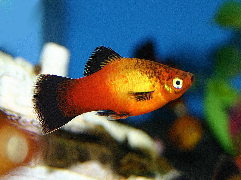 Bâtonnette Hifin