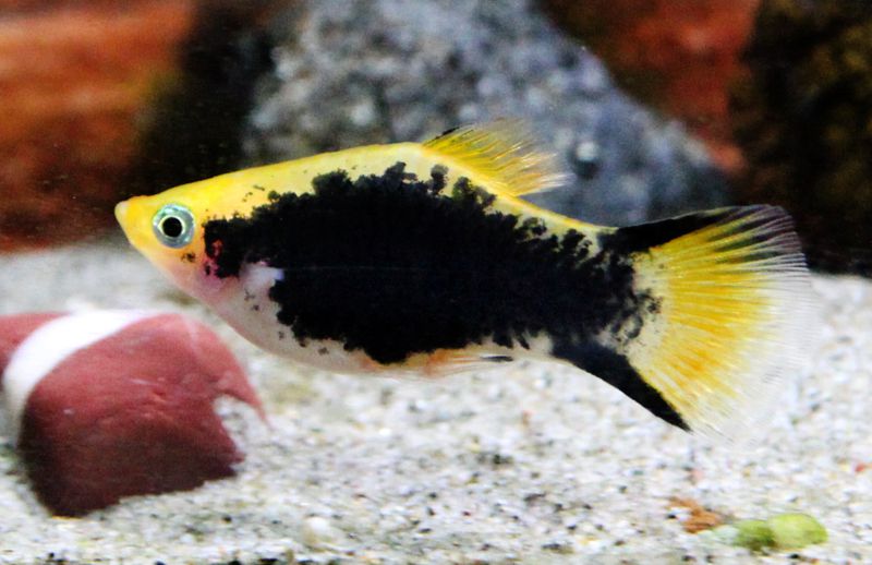 Poisson comète