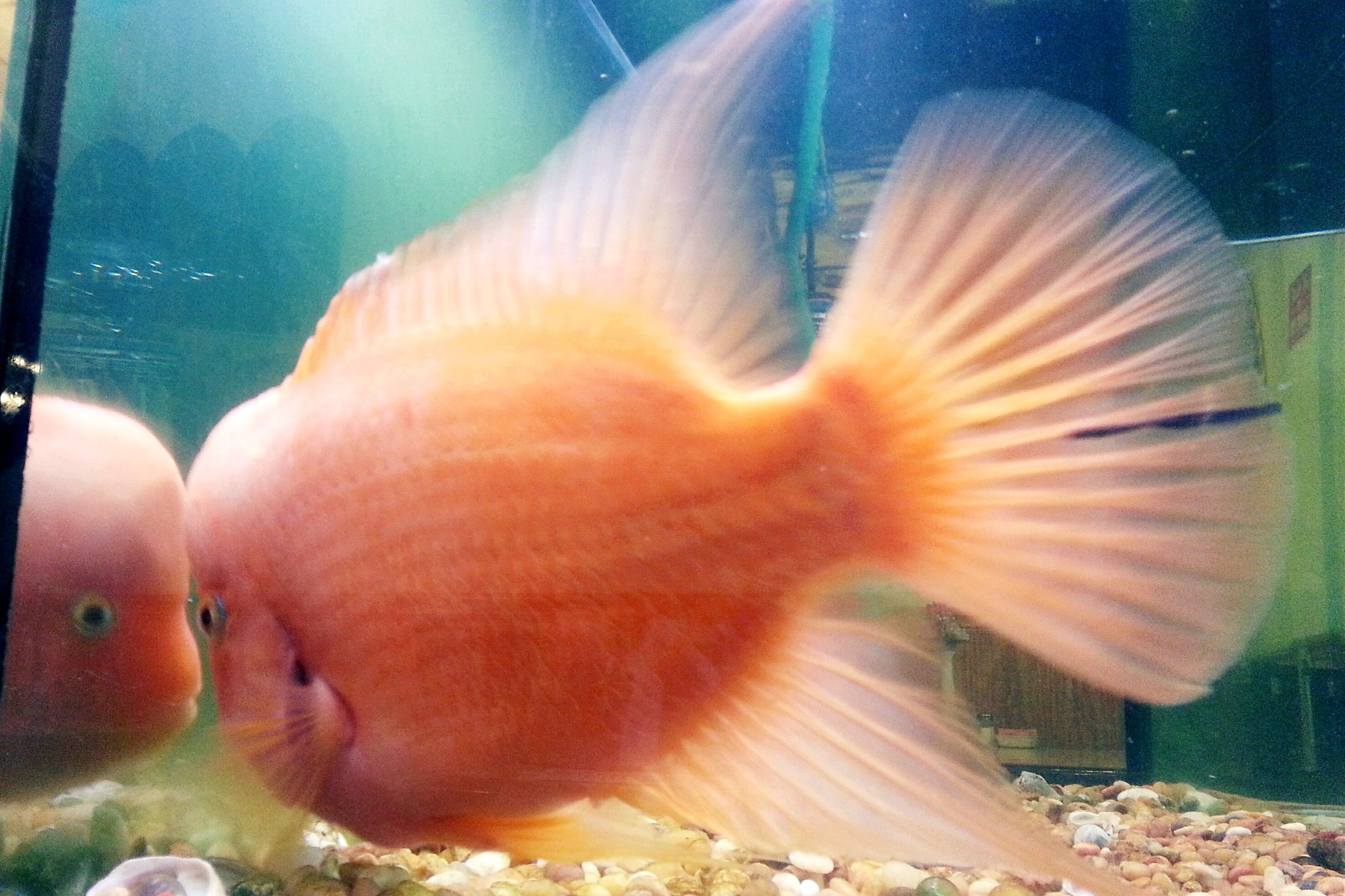 Un cichlide dans un aquarium