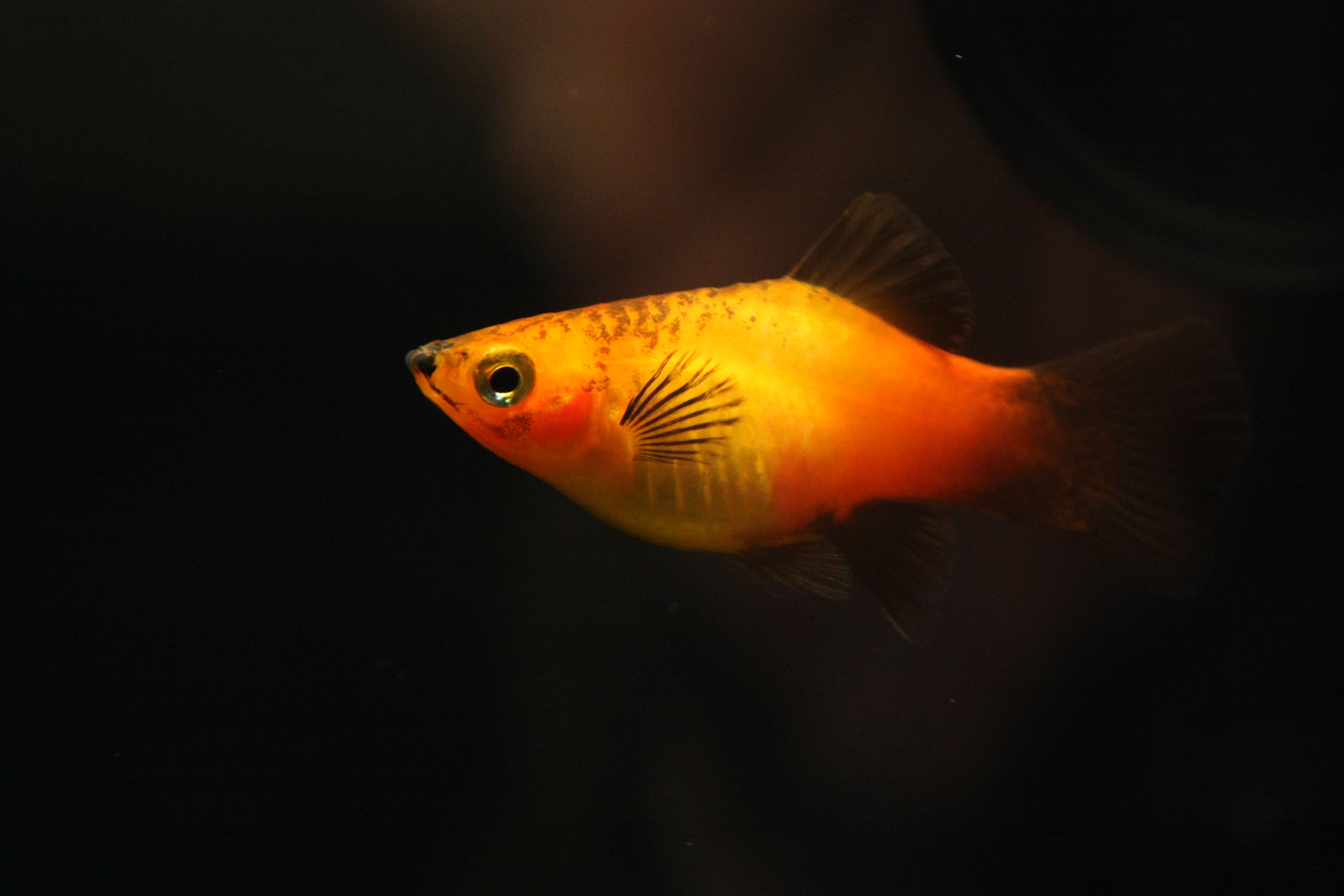 Poisson platy