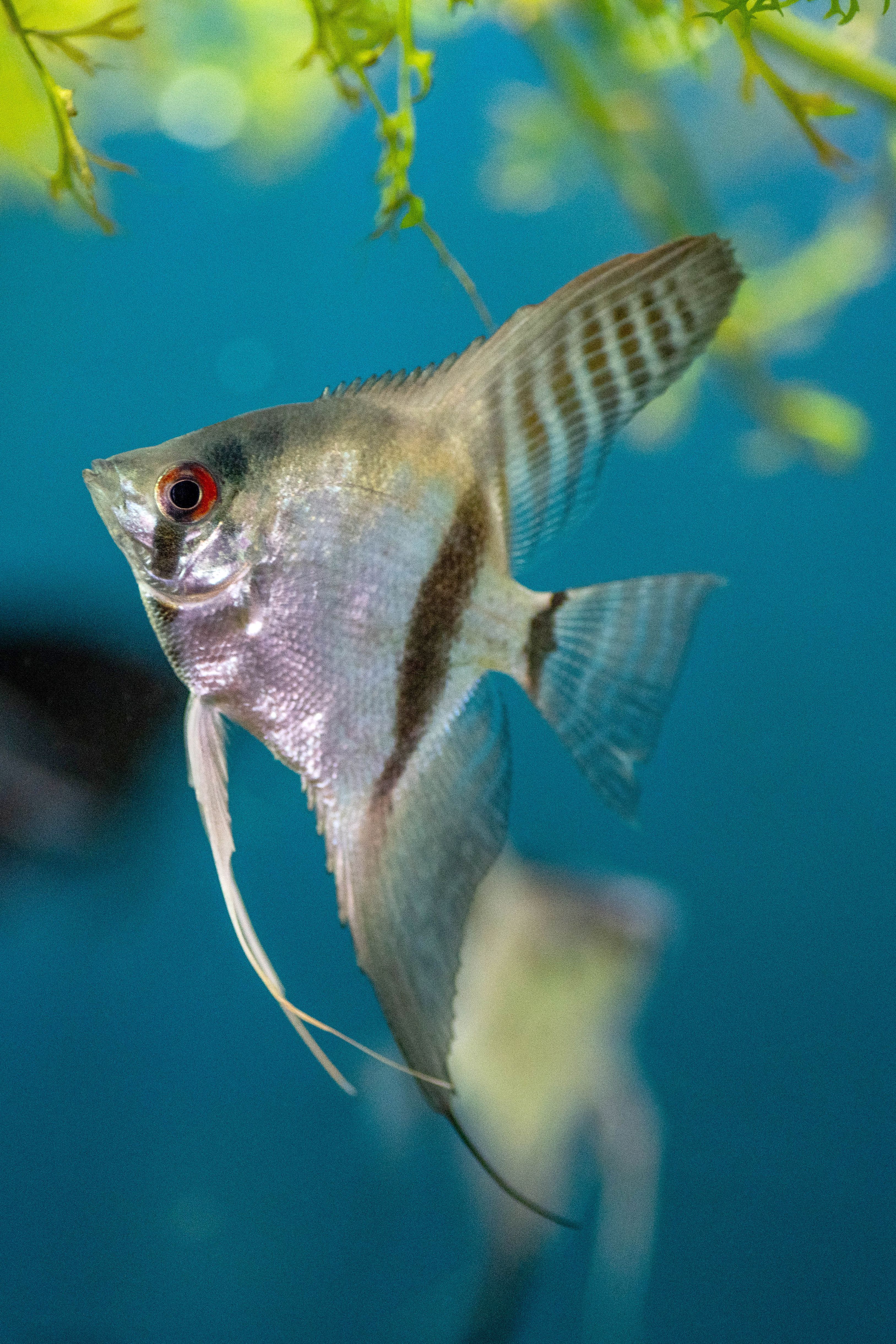 Gros plan d'un argent angesfish