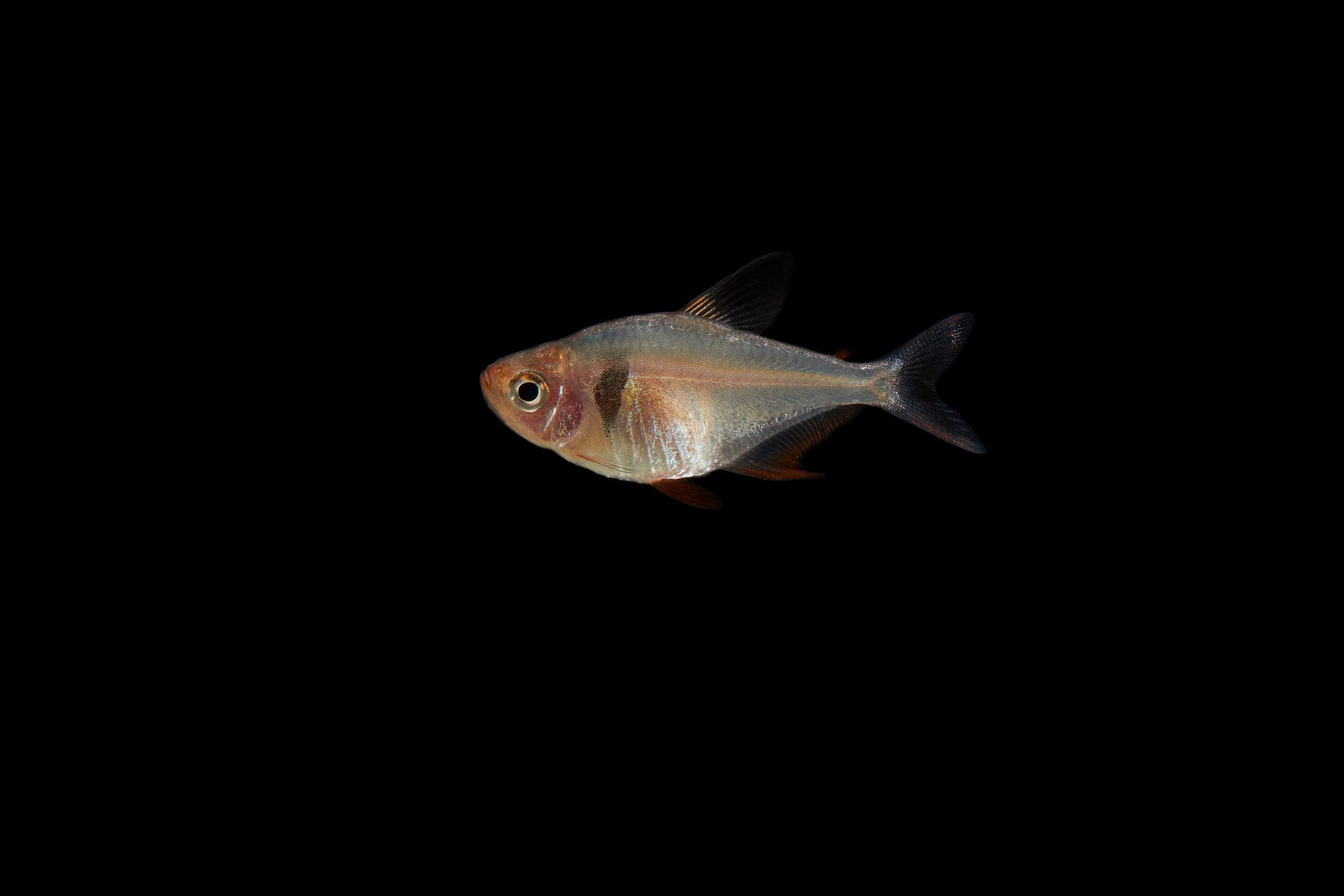 Tetra fantôme noir