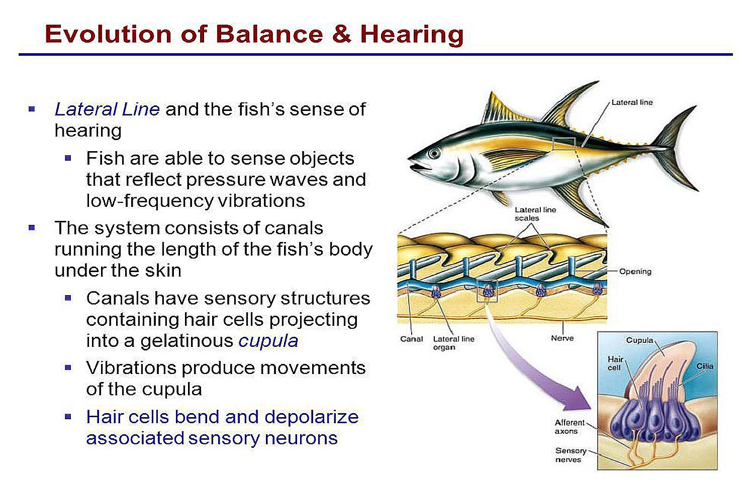 Balance des poissons et audition