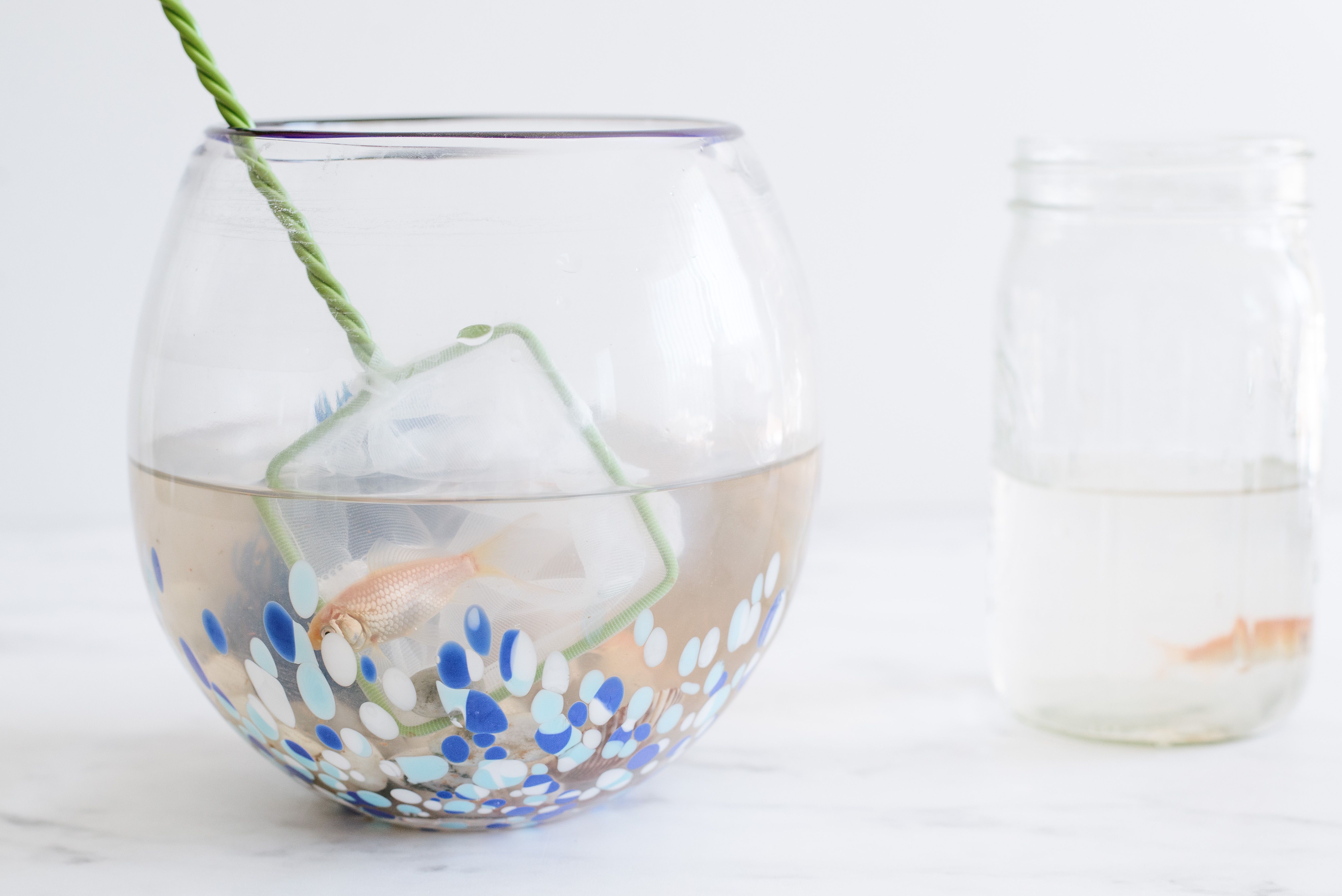 Fishnet vert ramassant des poissons orange pour placer dans un pot séparé avec de l'eau