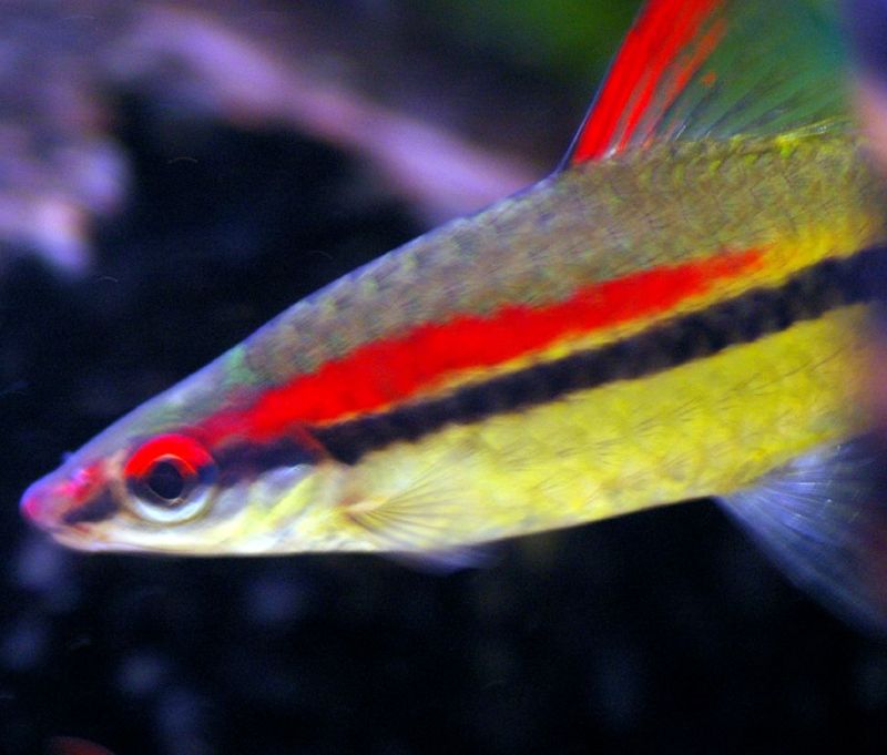 Denison Barb - Puntius Denisonii