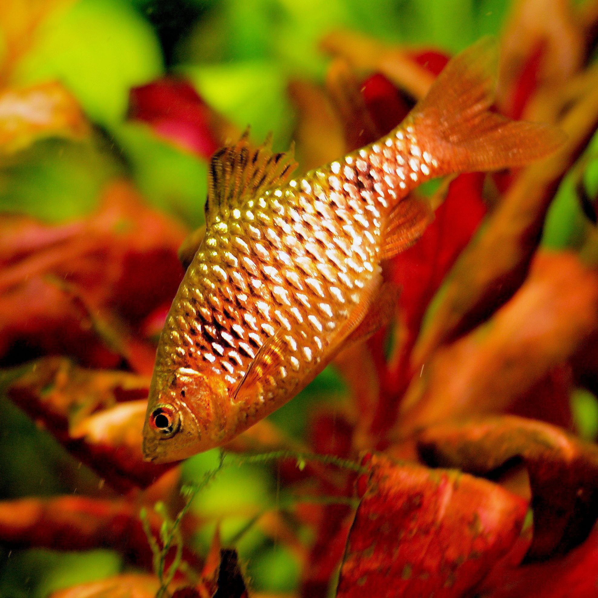 Puntius Conchonius - Rosy Barb