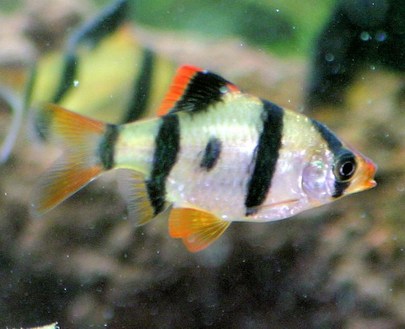 Tiger Barb - Barbus Tetrazona