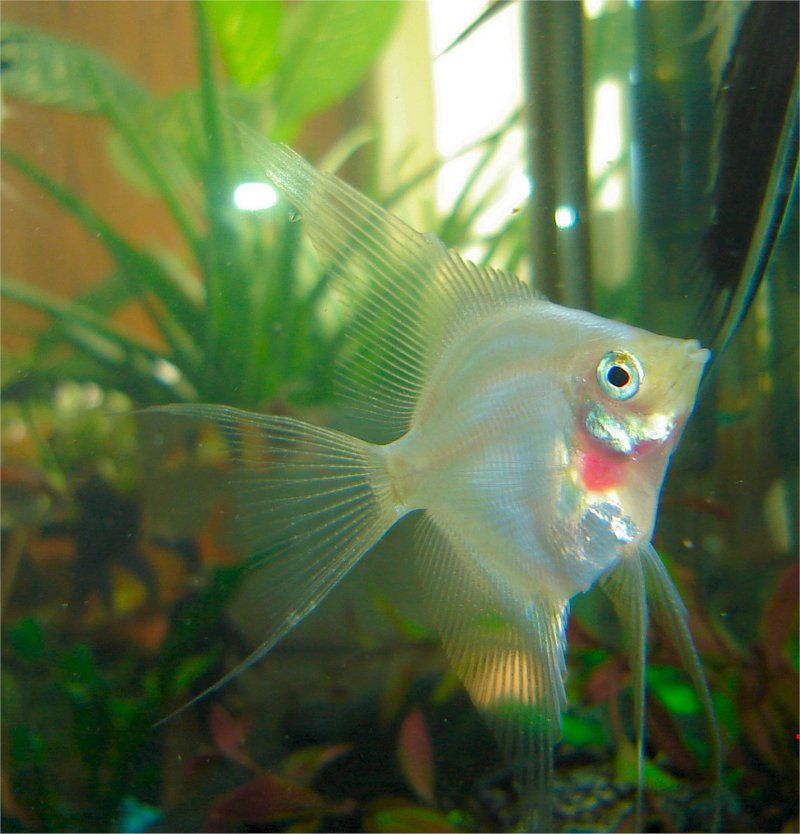 Anglefish rougissant