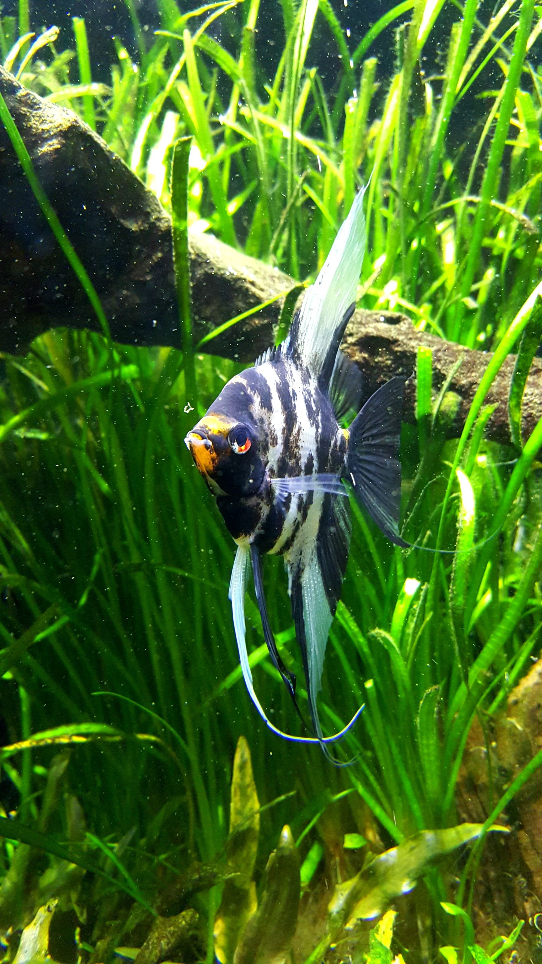 Marbre à l'angefish