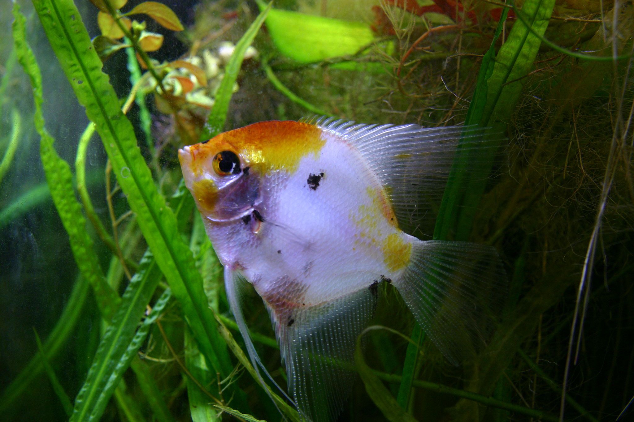 Phénotype koi angelfish d'eau douce