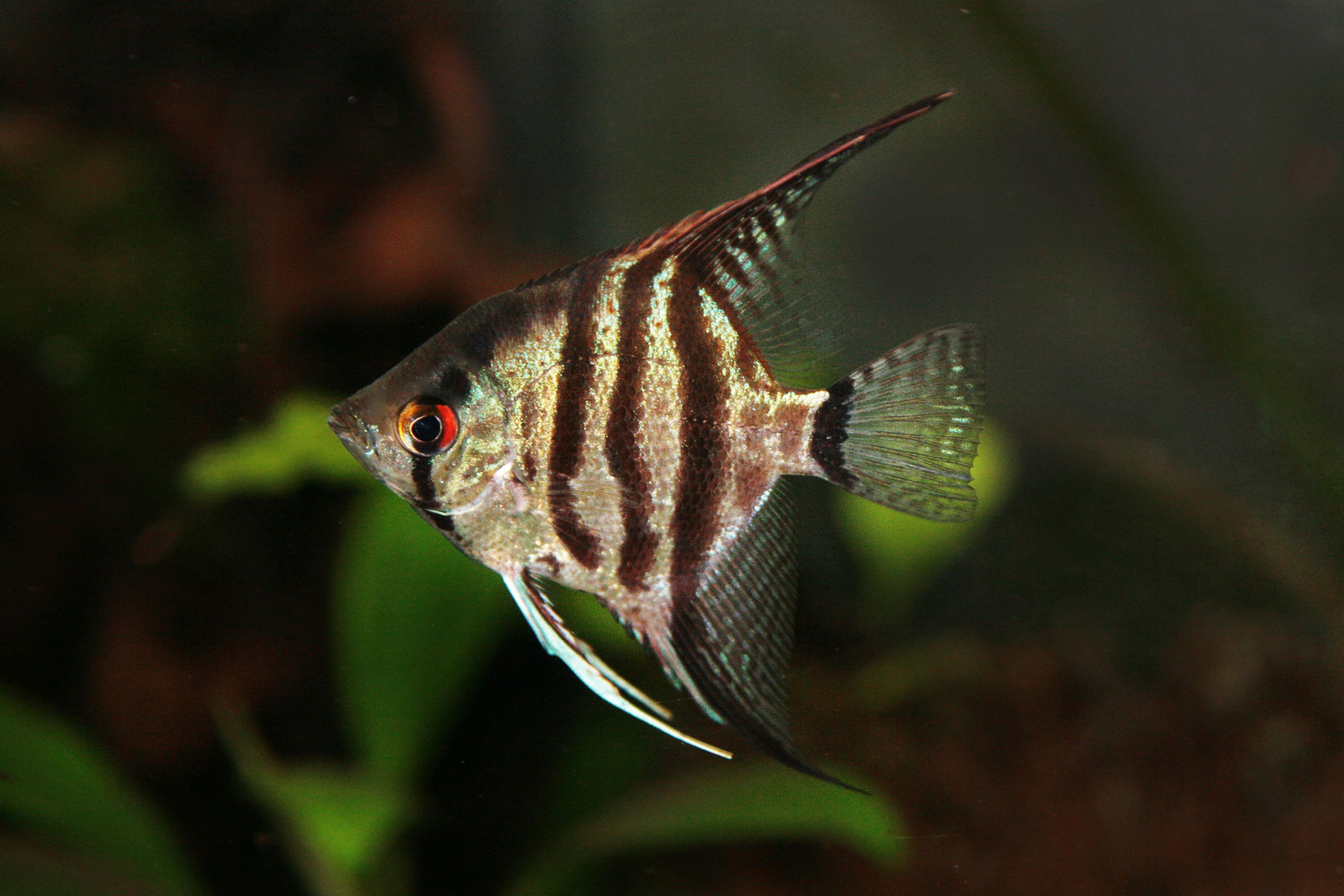 Closeup d'un zèbre à l'angefish