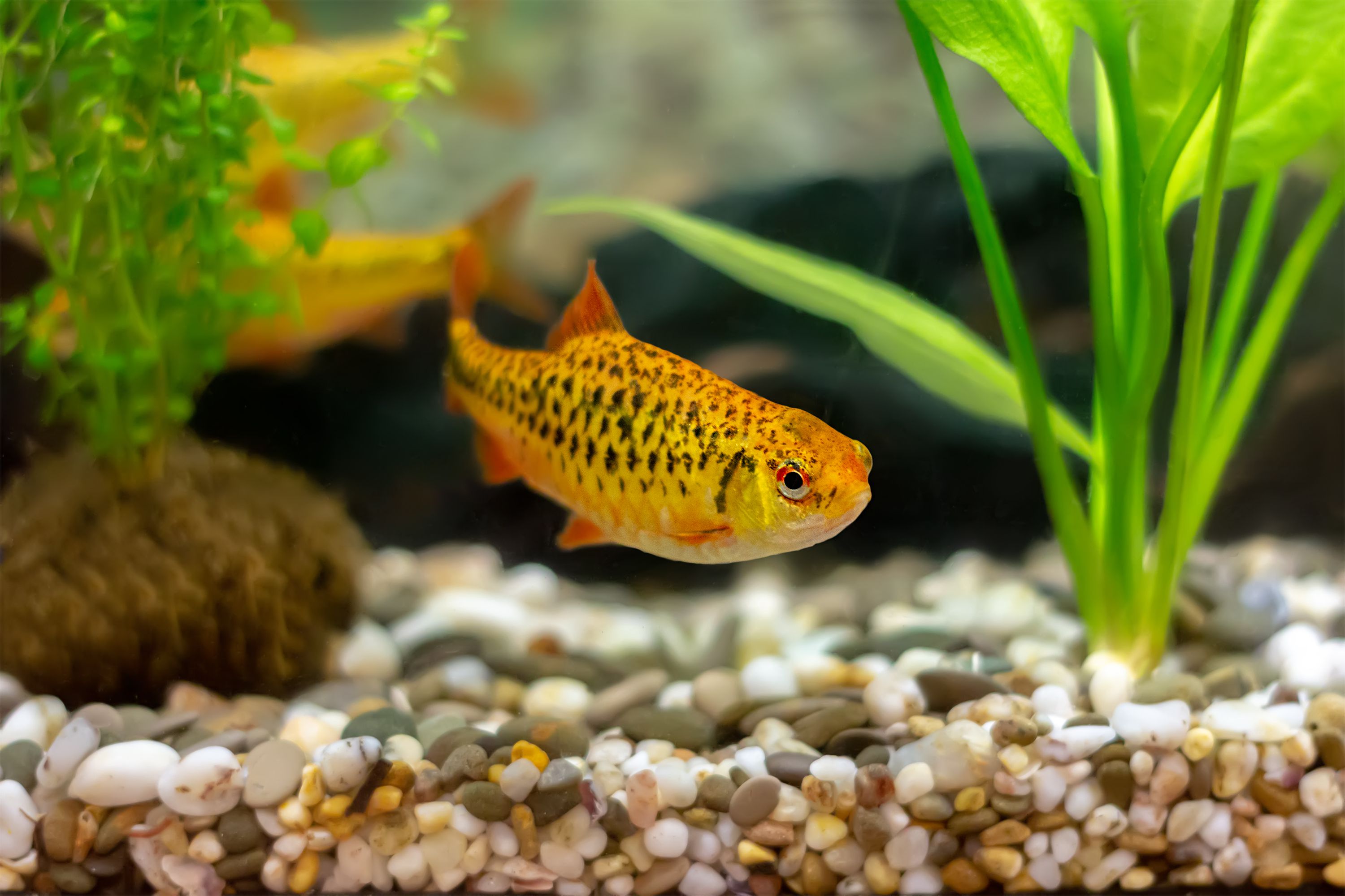 Golden Barb (Schuberti Barb, Puntius semifasciolatus) dans un aquarium à domicile