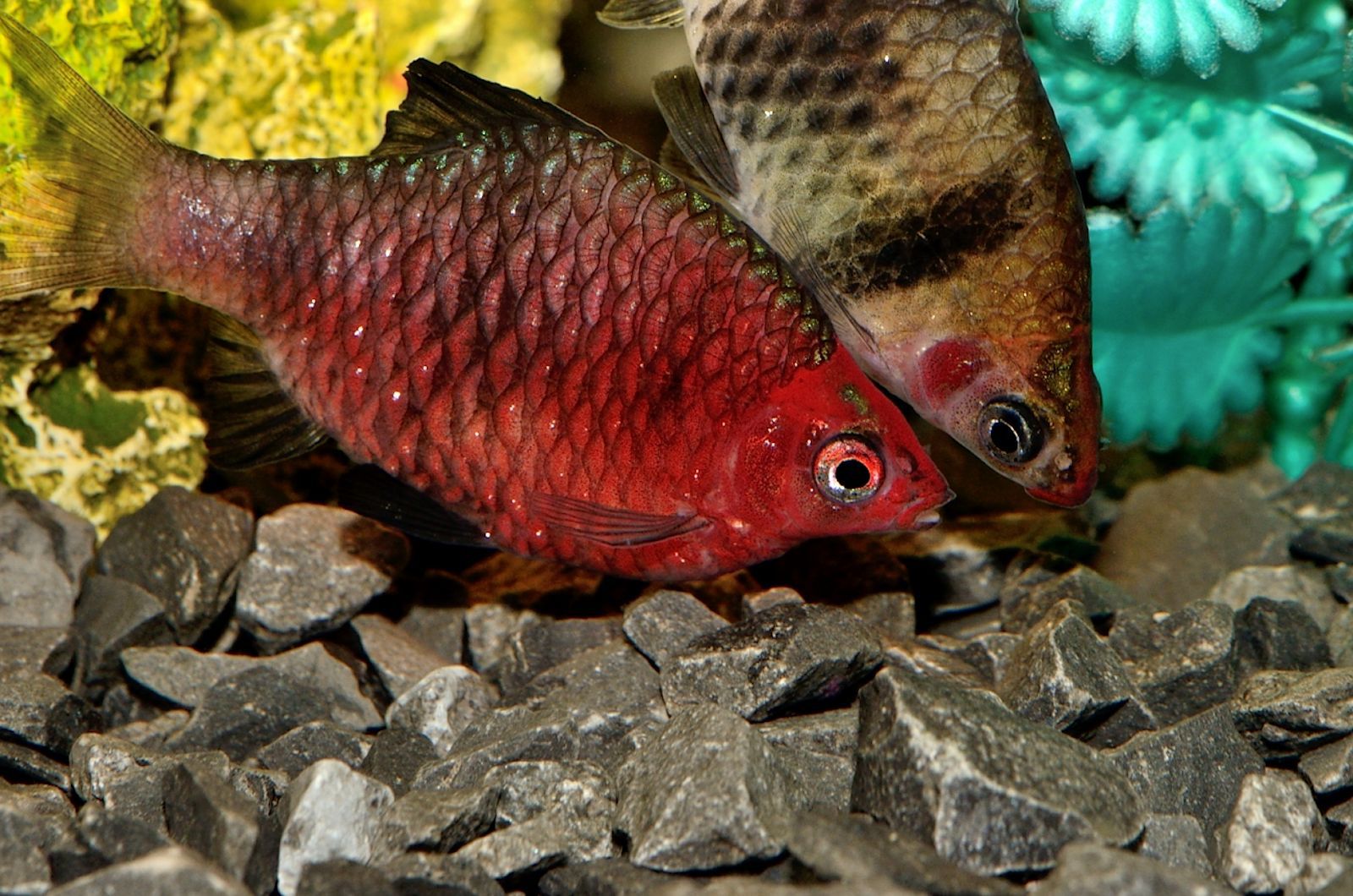 Puntius nigrofasciatus - Black Ruby Barb