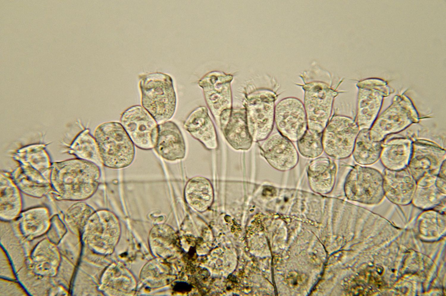 Une micrographie des espèces de vorticella