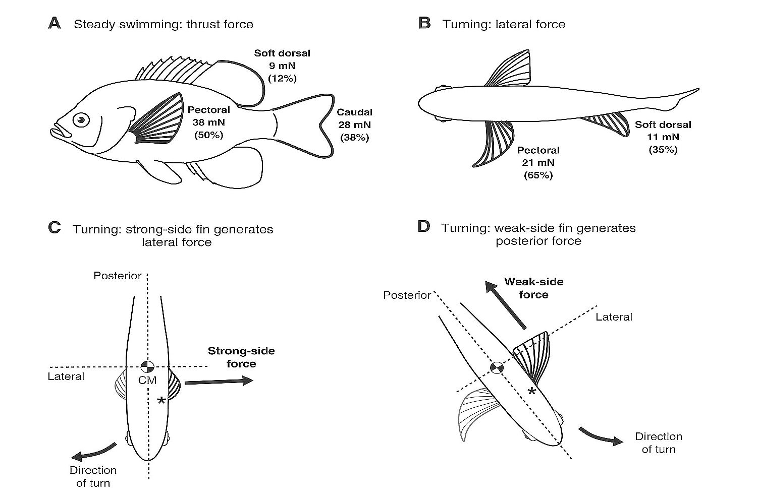 Comment les poissons nagent-ils?