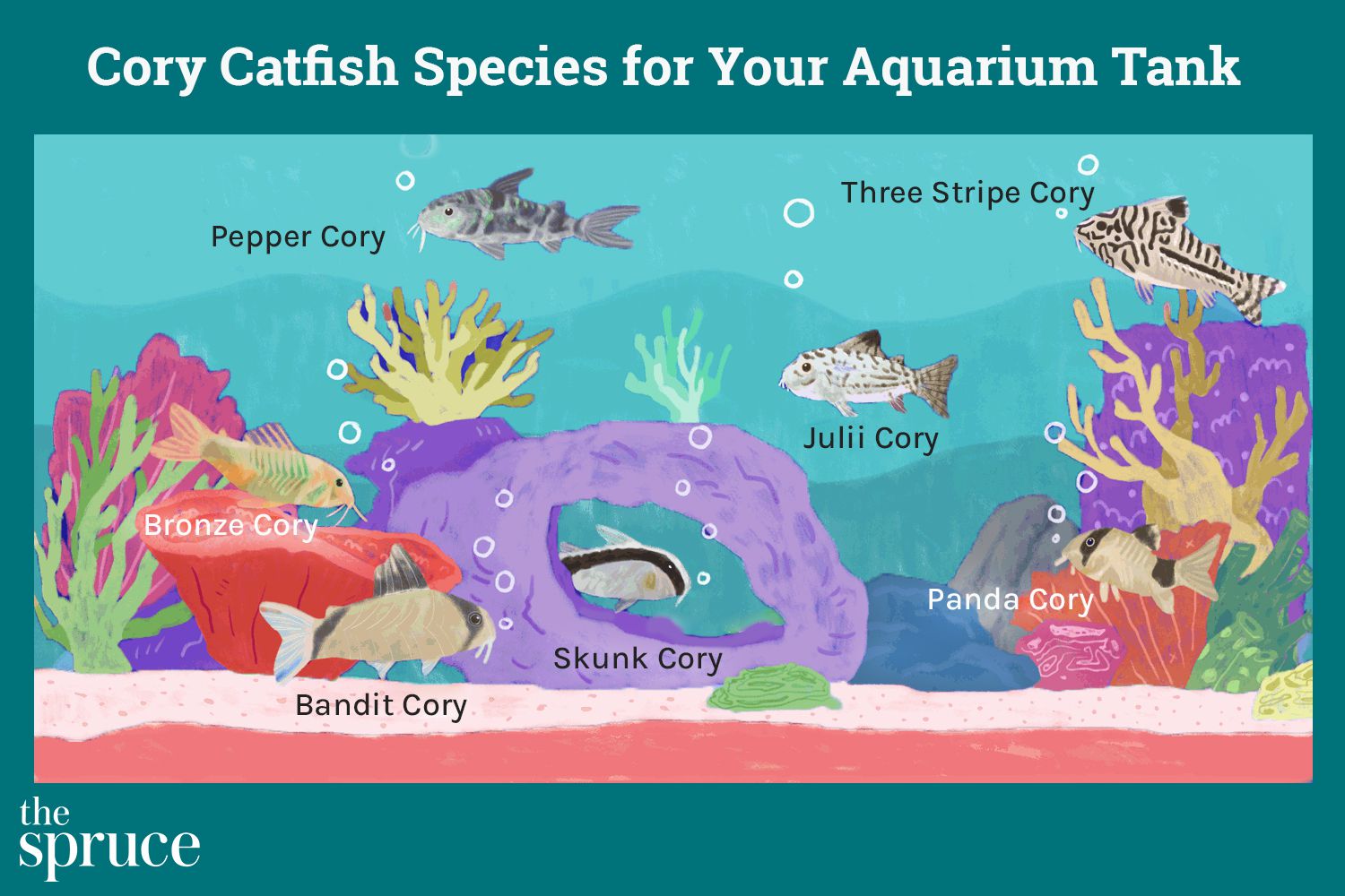 Illustration montrant les différentes espèces de poisson-chat Cory pour votre aquarium