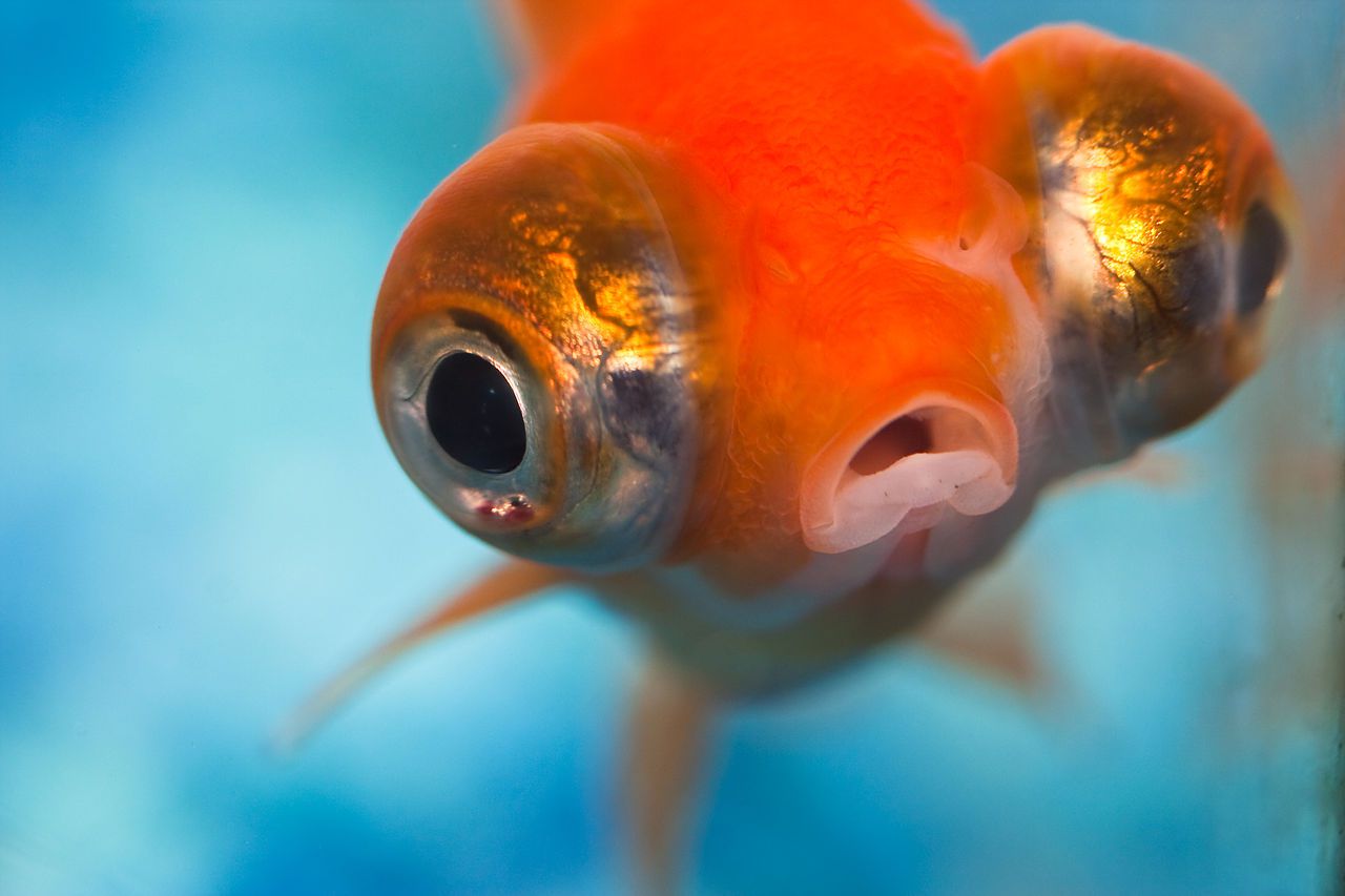 8 bestioles d'aquarium les plus mignonnes dans la mer