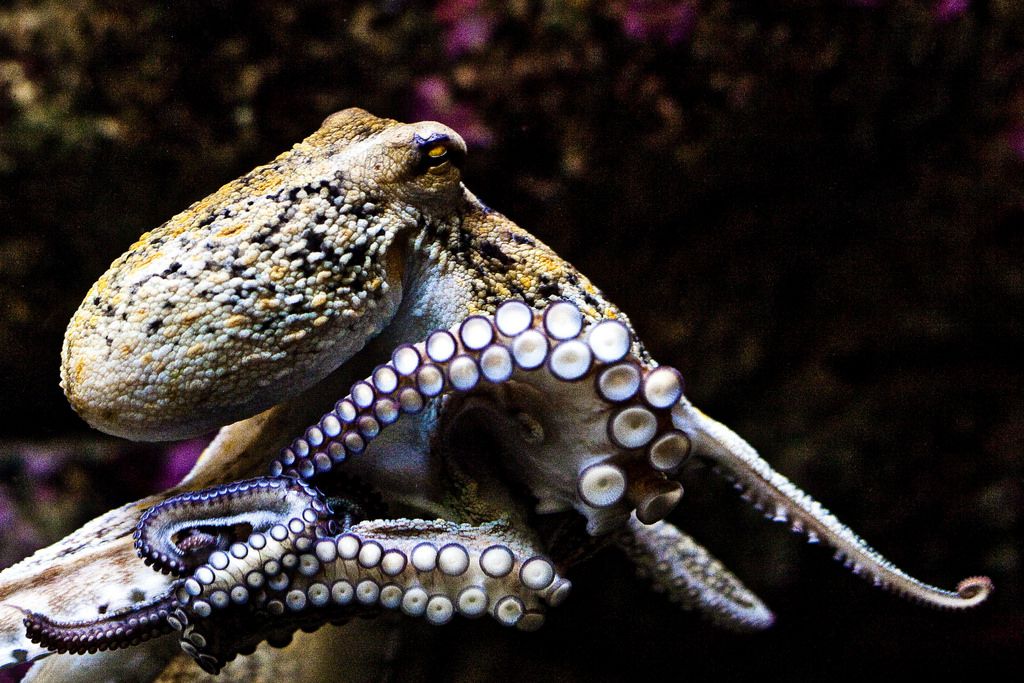 8 bestioles d'aquarium les plus mignonnes dans la mer