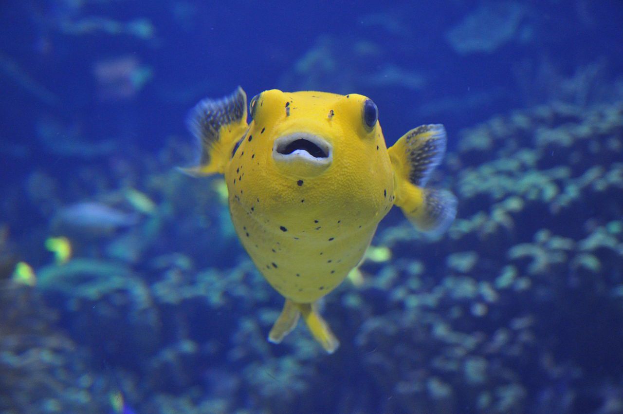 8 bestioles d'aquarium les plus mignonnes dans la mer