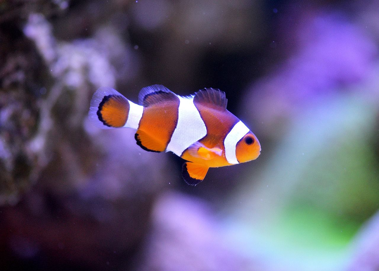 8 bestioles d'aquarium les plus mignonnes dans la mer