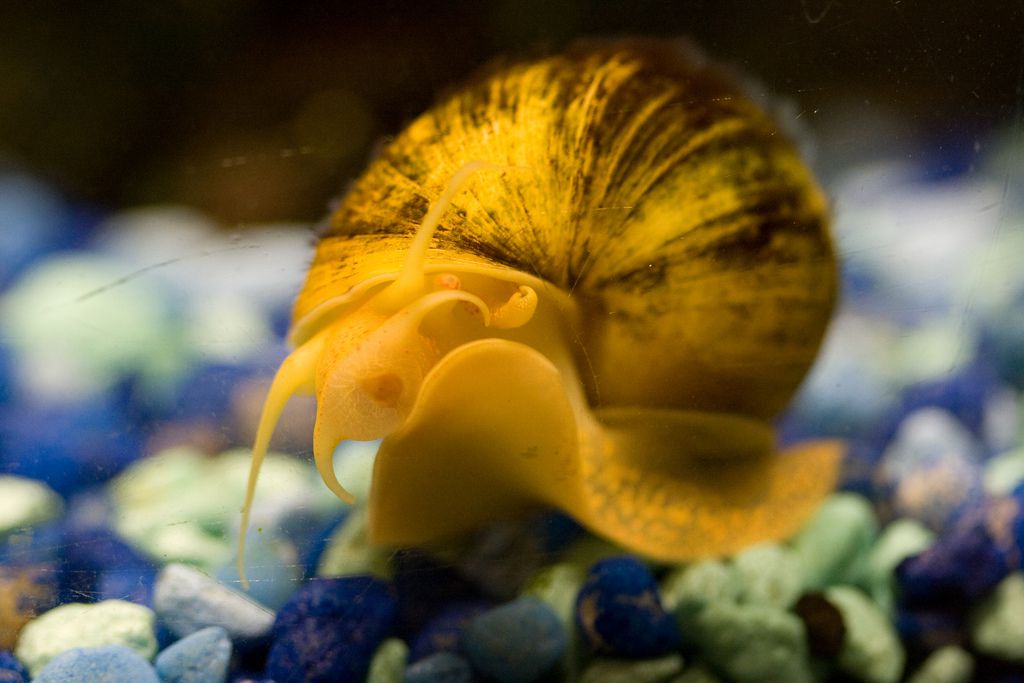 8 bestioles d'aquarium les plus mignonnes dans la mer