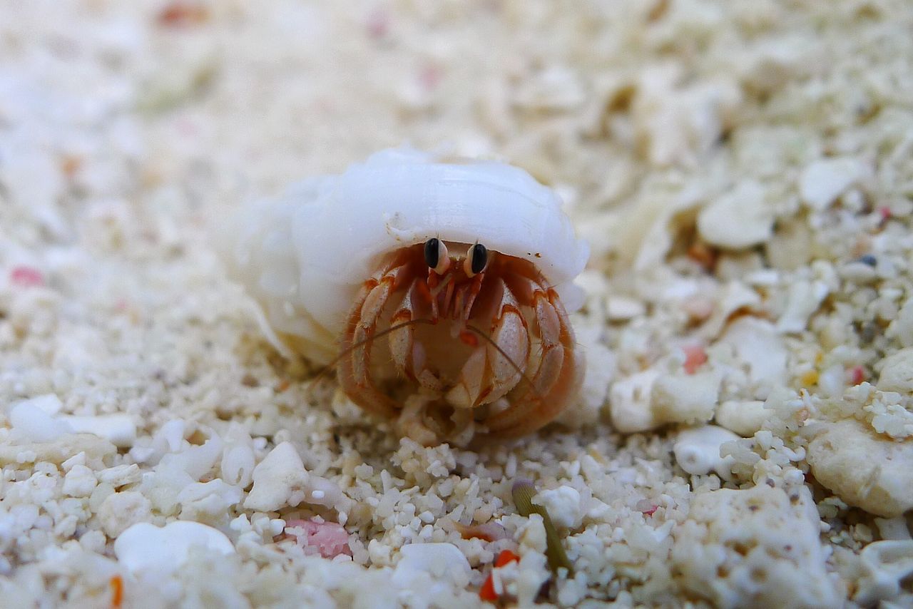 8 bestioles d'aquarium les plus mignonnes dans la mer
