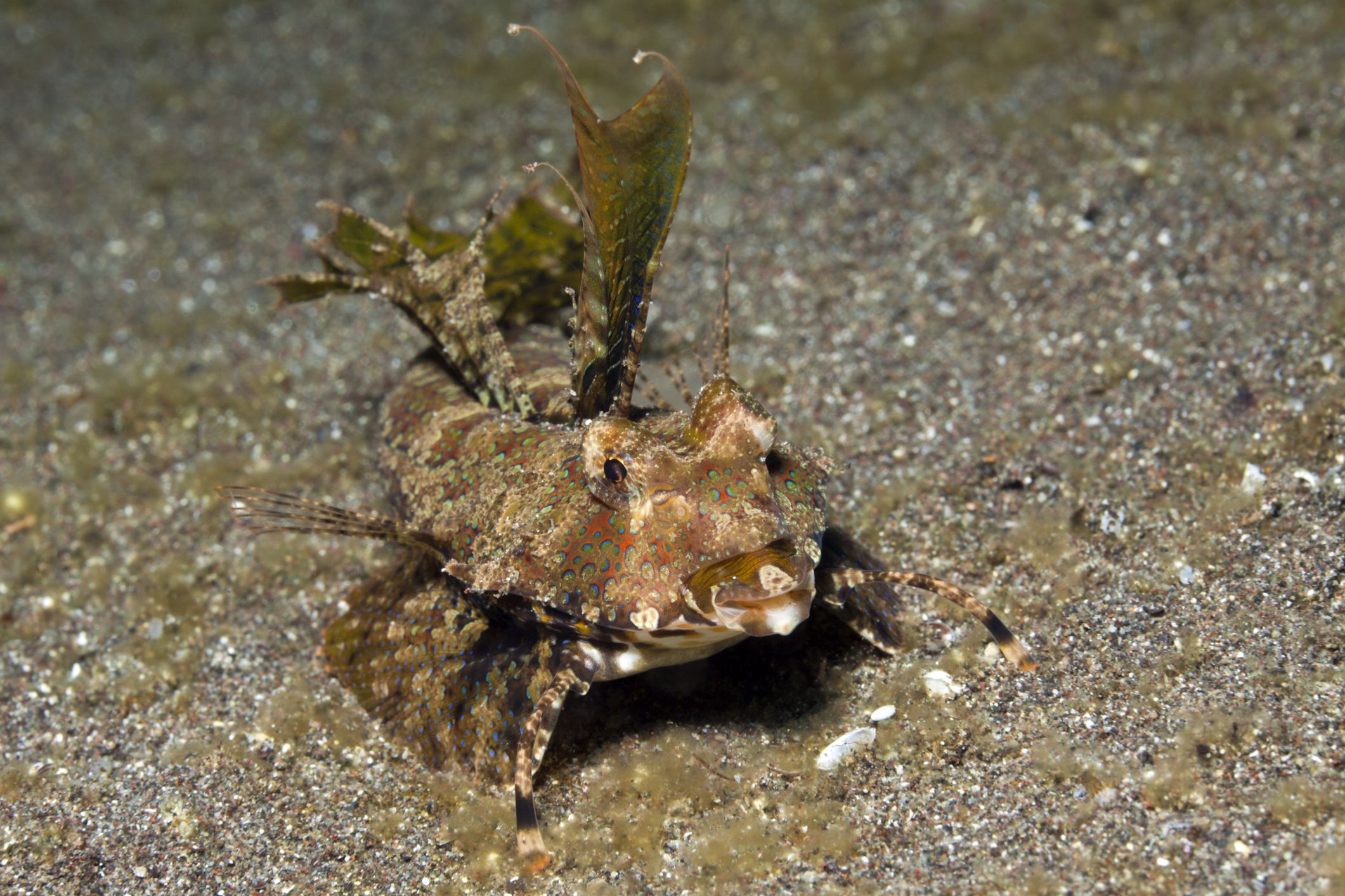 Dragonet doigté