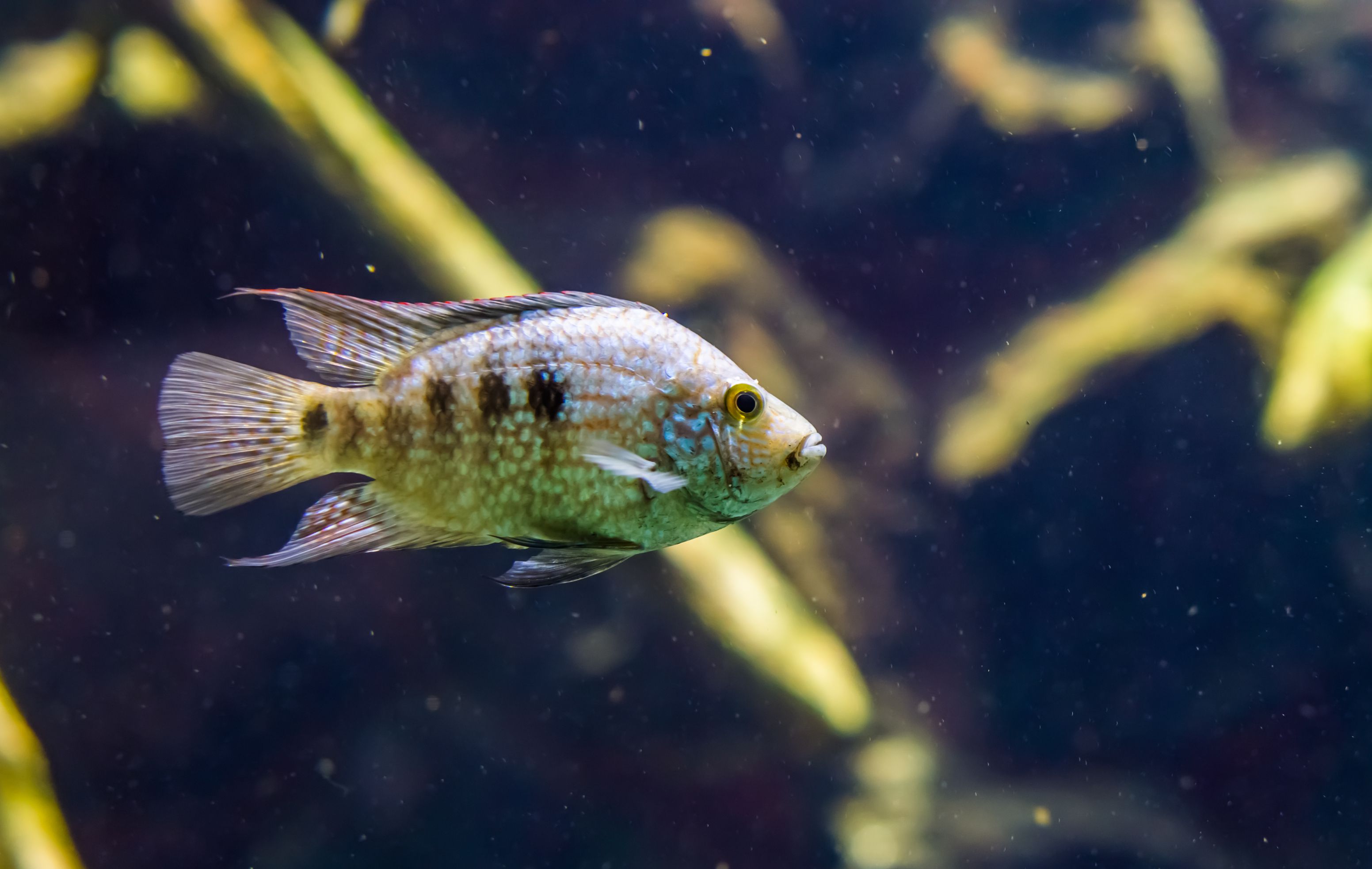 Texas Cichlid (Herichthys cyanoguttatus)