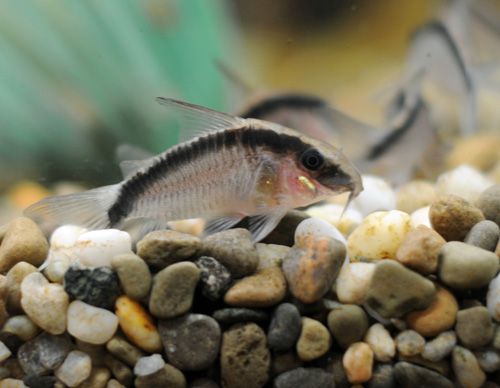 Une moufette Cory