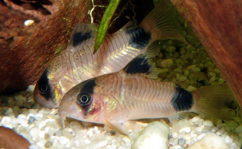 Panda Corys de près