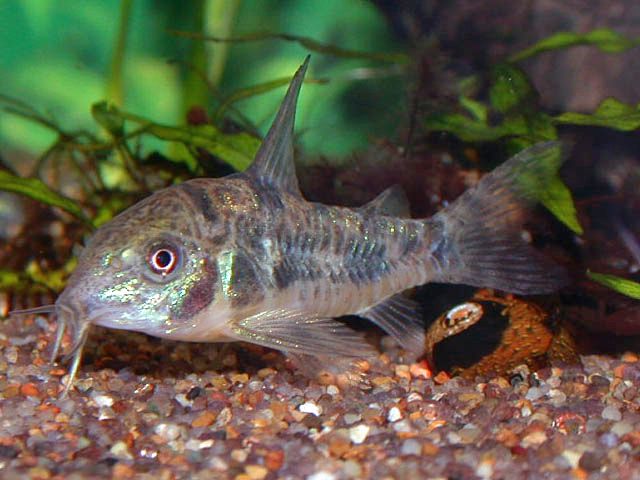 Un cory poivre