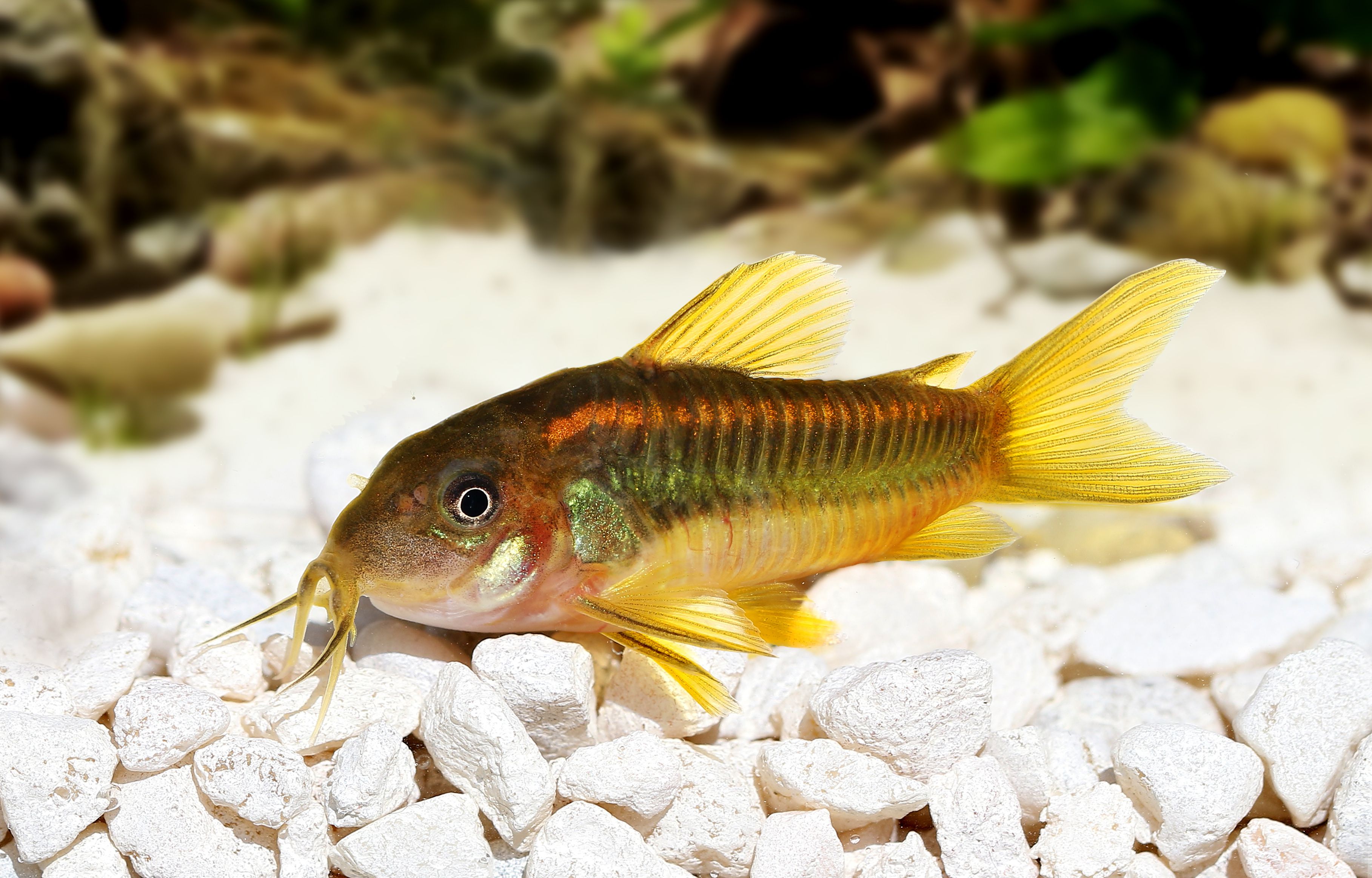poisson-chat orange cory