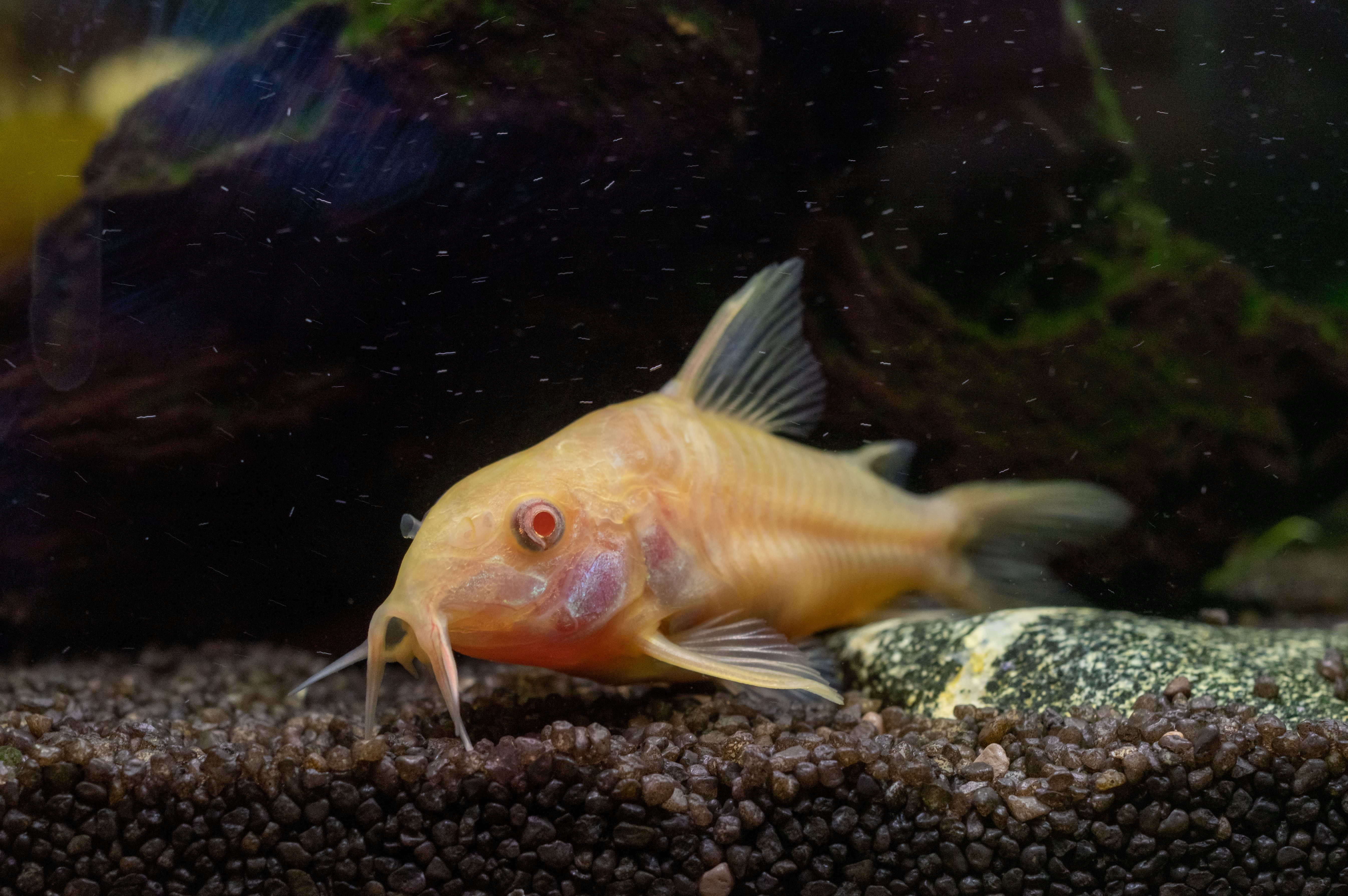 Corydoras albinos