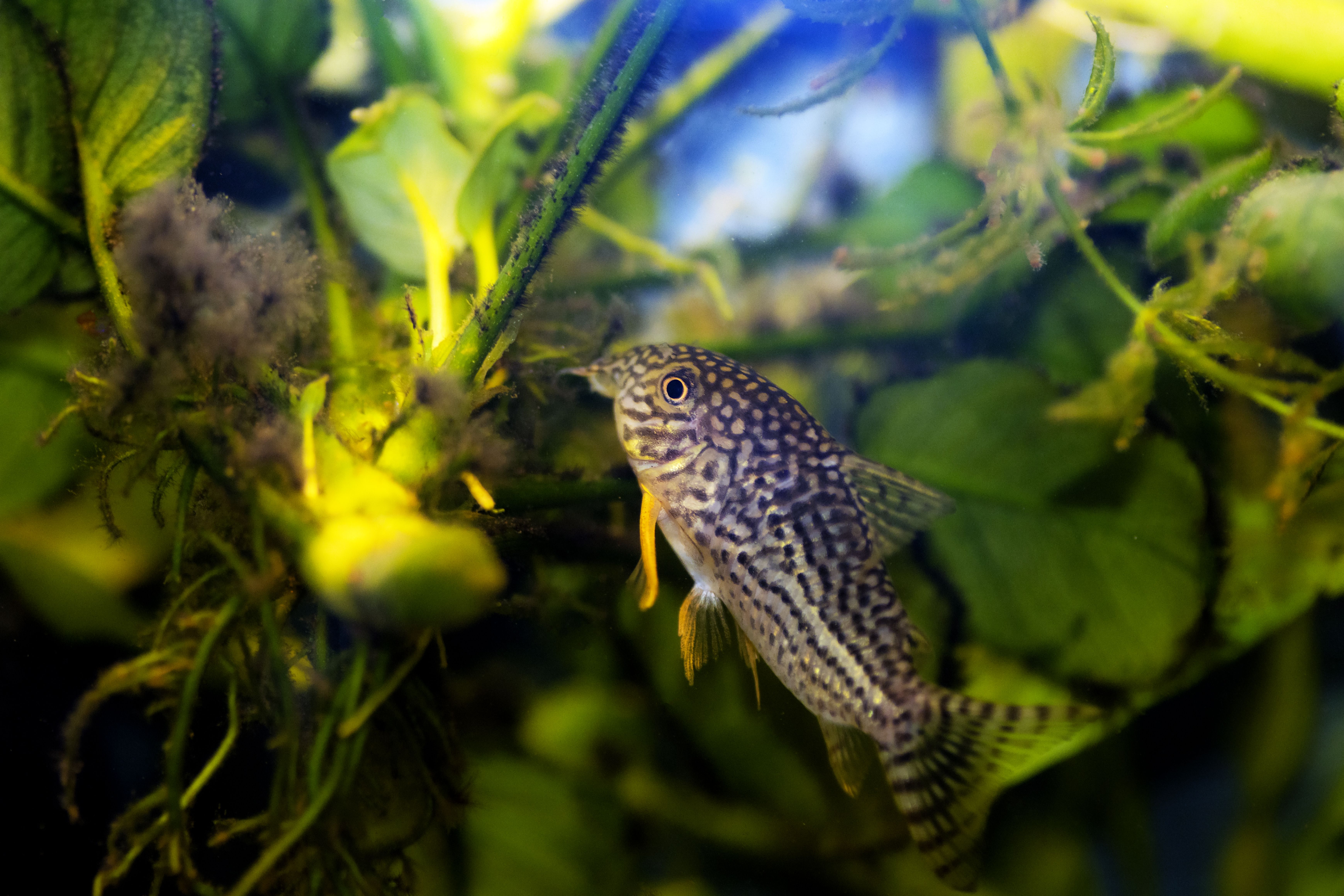poisson sterbas corydoras