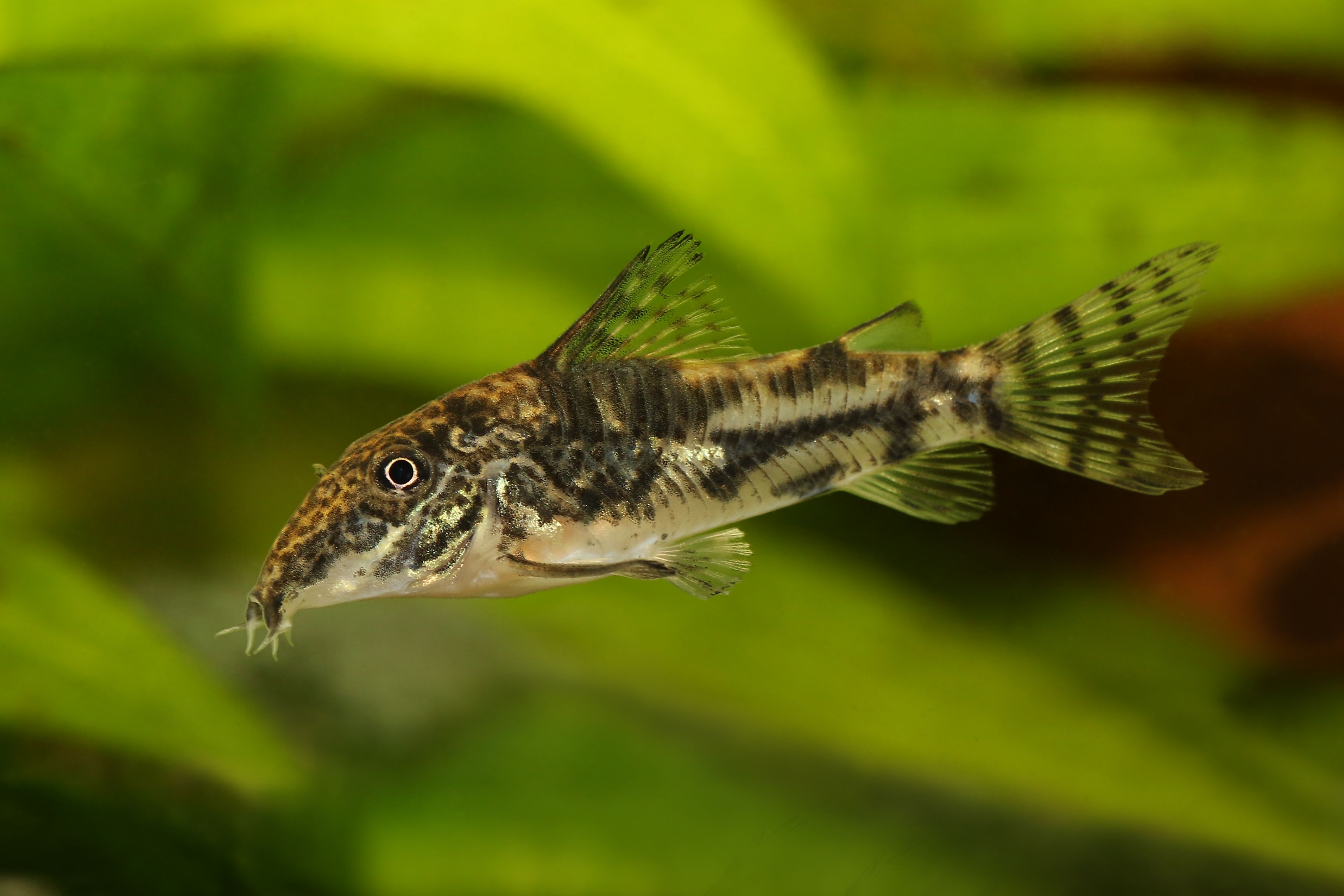 Poisson corydoras à bandes